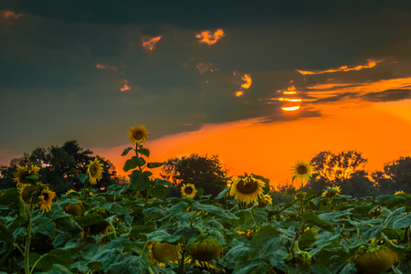 Sunset over a field of sunflowers, Polandの写真素材