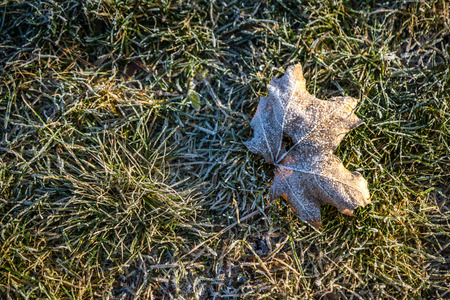 Leaf on the frozen grass of a winter morning, natural backgroundの写真素材