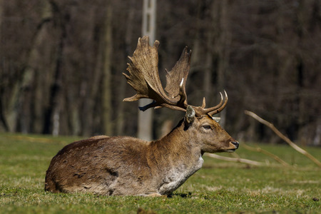 Fallow Deer (Dama Dama)の写真素材