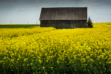Field rapeseed in Polandの写真素材