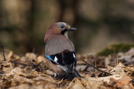 Eurasian Jay (Garrulus Glandarius)の写真素材