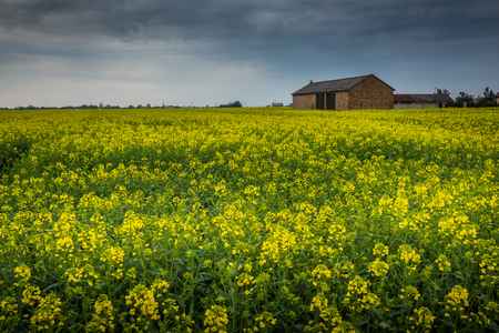 Beautiful field rapeseed in Polandの写真素材