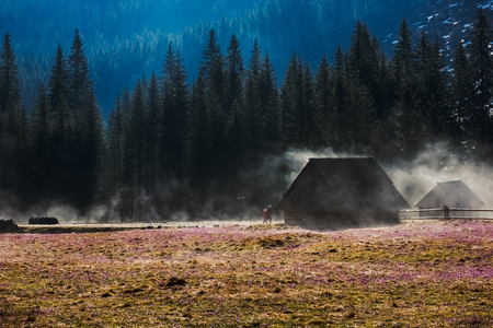 Crocuses in Chocholowska valley, Tatra Mountains, Polandの写真素材