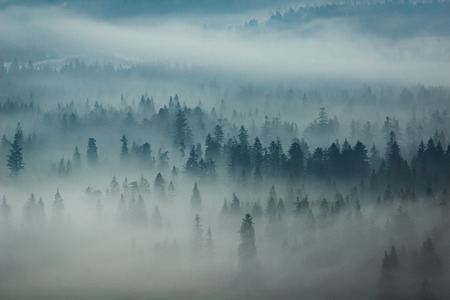 Mountains Tatra and woods in fog, Zakopane, Polandの写真素材