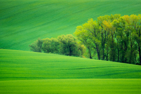 Moravian fields near Nasedlovice, Moravia, Czech Republicの写真素材