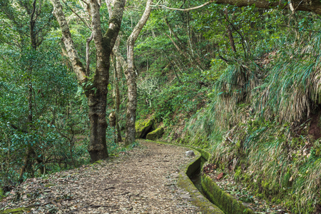 Levada dos Balcoes in Ribeiro Frio, Madeira, Portugalの写真素材