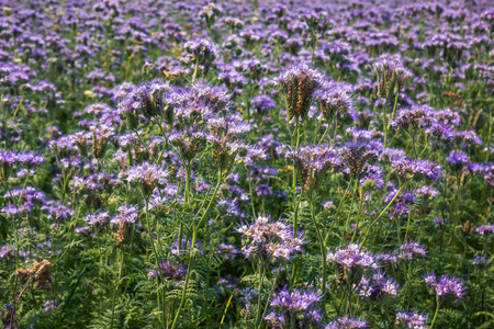 Blue Phacelia (Phacelia tanacetifolia Benth)の写真素材