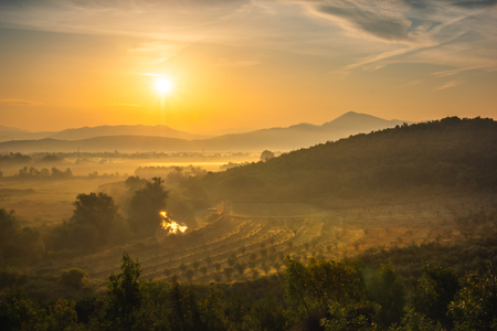 Foggy morning in Hutovo Blato Nature Park, Bosnia and Hercegovinaの写真素材