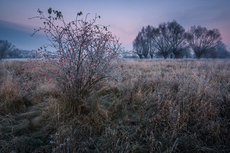 Frosty morning on the meadowの写真素材