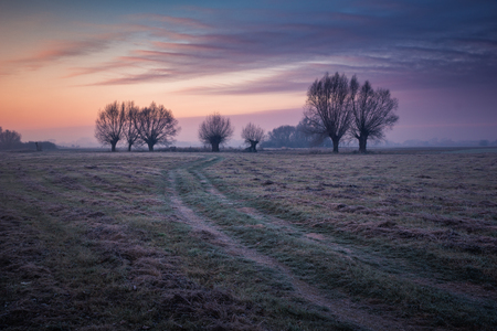 Landscape with willows and road on a frosty morningの写真素材