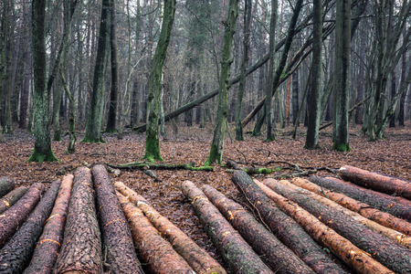 Felled trees in the forest, Masovia, Poland