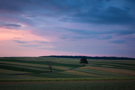 Sunset over the field