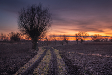 Dirt road among willows at dusk somewhere in Masovia, Polandの写真素材
