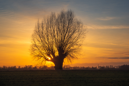 Lonely tree at sunset somewhere in Masovia, Polandの写真素材