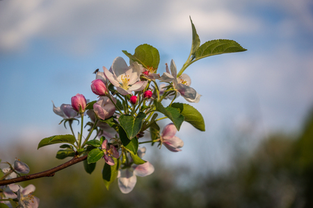 Blooming tree in spring orchard near Czersk, Polandの写真素材