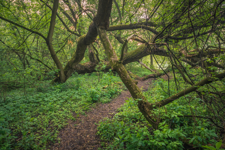 Forest in the valley of the Jeziorka River near Piaseczno, Masovia, Polandの写真素材