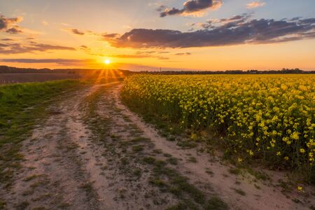 Yellow rapeseed fields during the sunset on a sunny spring dayの写真素材