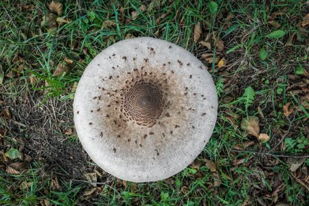 Parasol Mushroom (Macrolepiota Procera) in natural backgroundの写真素材