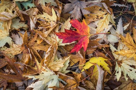 Natural backgorund - red maple leaf on a background of yellow leavesの写真素材