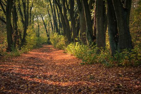 Historic linden alley at autumn in Karolin near Piaseczno, Polandの写真素材