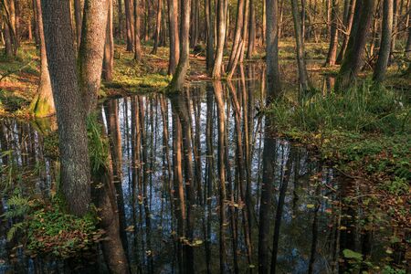 Swamp and backwaters of the Struga River near Piaseczno, Masovia, Polandの写真素材