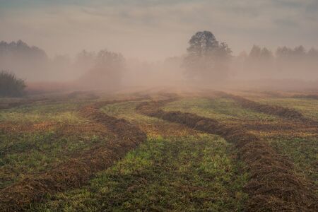 Meadow on a foggy morning in the Jeziorka valley, Polandの写真素材