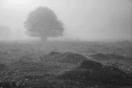 Foggy morning in the Glazowisko Rutka nature reserve in Suwalski Landscape Park, Podlaskie, Polandの写真素材