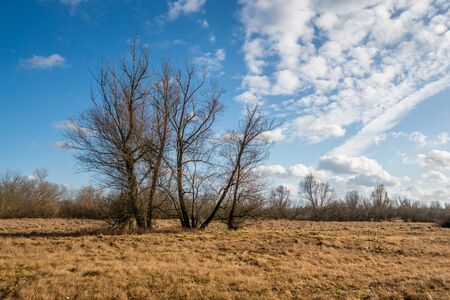 Trees in the Pilica river valley at sunny day near Mniszew, Polandの写真素材
