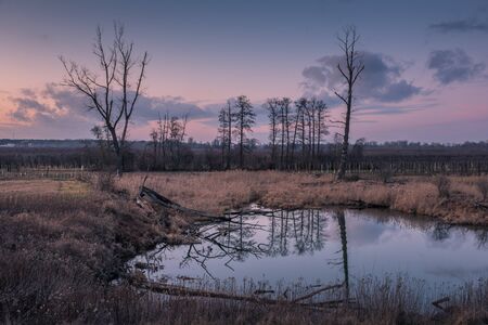 A pond near the Pilica backwaters near Mniszew, Polandの写真素材
