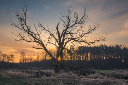 Sunrise over the lonely tree in Jeziorka valley near  Piaseczno, Polandの写真素材