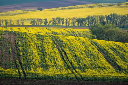 Moravian fields at spring near Karlin village, Hodonin, Czech Republicの写真素材