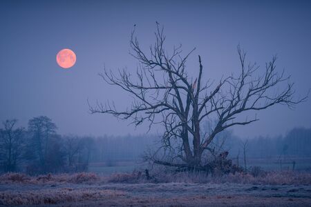 Full moon in the Jeziorka river valley and lonely tree near Piaseczno, Polandの写真素材