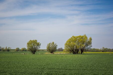 Landscape with blooming willow and rape on a sunny day somewhere n Kociewie, Polandの写真素材