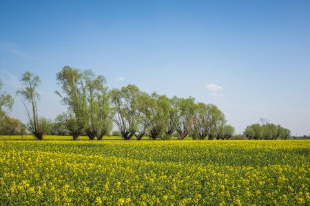 Landscape with blooming willow and rape on a sunny day somewhere n Kociewie, Polandの写真素材