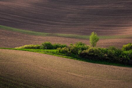 Moravian fields and meadows at spring near Karlin, Chech Republicの写真素材