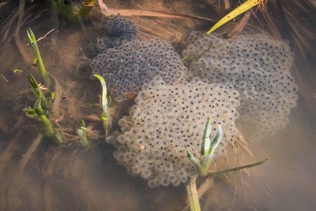 Frog spawn, eggs on the water
