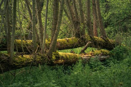 Fallen trees in the forest during spring morning in Jeziorka valley near Piaseczno, Polandの写真素材