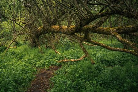 Fallen trees in the forest during spring morning in Jeziorka valley near Piaseczno, Polandの写真素材