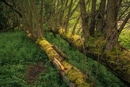 Fallen trees in the forest during spring morning in Jeziorka valley near Piaseczno, Polandの写真素材