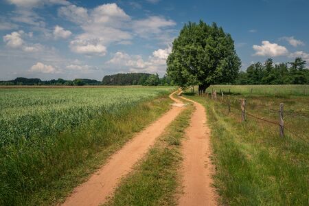 Dirt road and tree in the Liwiec river valley near Korytnica, Masovia, Polandの写真素材