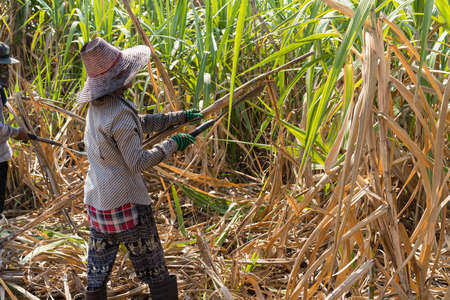 Worker harvest Sugar Cane In traditional way, Surinの写真素材