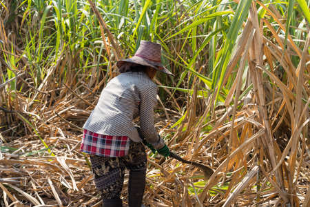 Worker harvest Sugar Cane In traditional way, Surinの写真素材