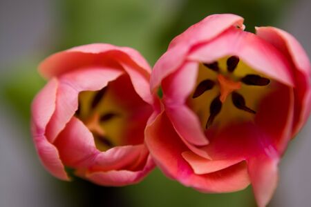 A lot of colourfull flowersの写真素材