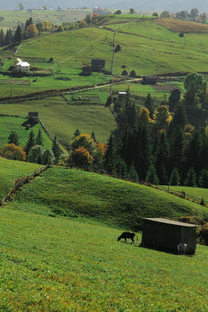 Rural landscape with a cow on a green meadow in the mountainsの写真素材