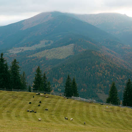 Sheep grazing on meadow in Carpathian mountains, Ukraine