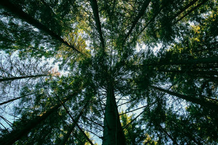 Looking up at the tops of tall trees in the forest. Nature backgroundの写真素材