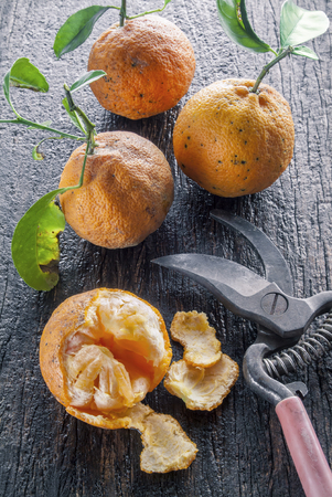 Image of a group of bitter oranges on a rustic wooden table with pruning shears の写真素材