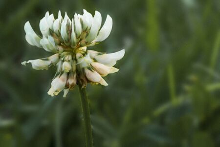 Closeup of white clover flowers in green grass.の写真素材