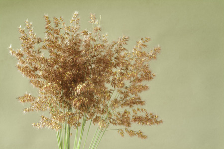 Wild red grass on green background with space for copy.の写真素材