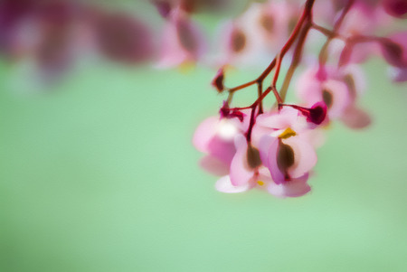 Pastel painting of a pink begonia flower on a green background.の写真素材